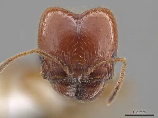 Pheidole xerophila - JTLC000007762