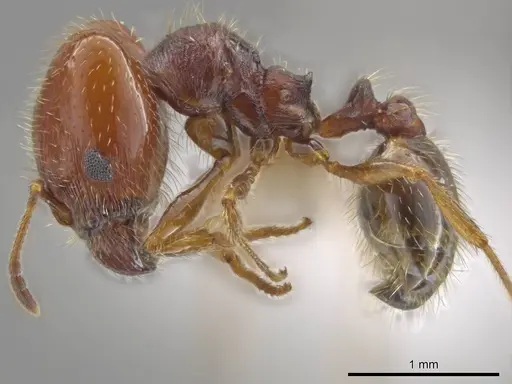 Pheidole xerophila - JTLC000007762
