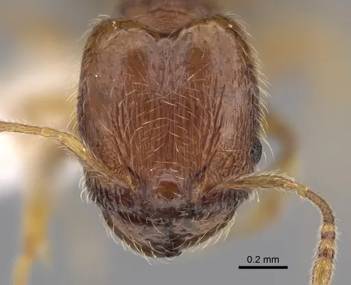 Pheidole xiloa specimen