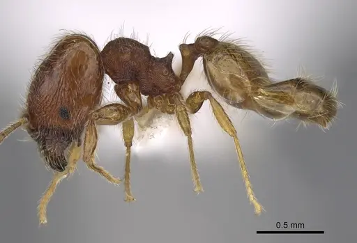 Pheidole xiloa specimen