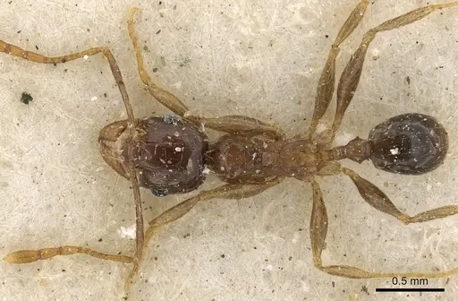 Pheidole xocensis specimen