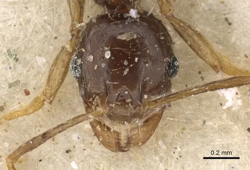 Pheidole xocensis specimen