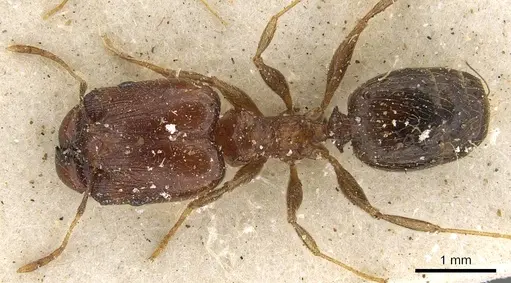 Pheidole xocensis - CASENT0901293