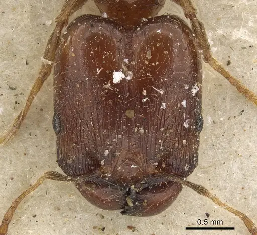Pheidole xocensis - CASENT0901293