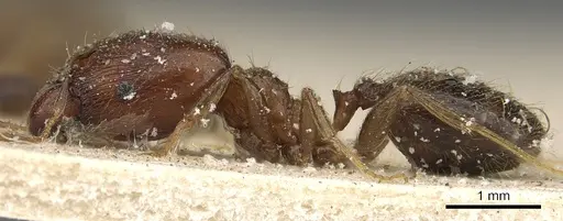 Pheidole xocensis - CASENT0901293