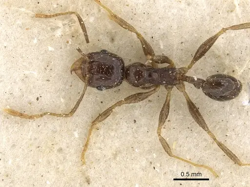 Pheidole xocensis - CASENT0901294