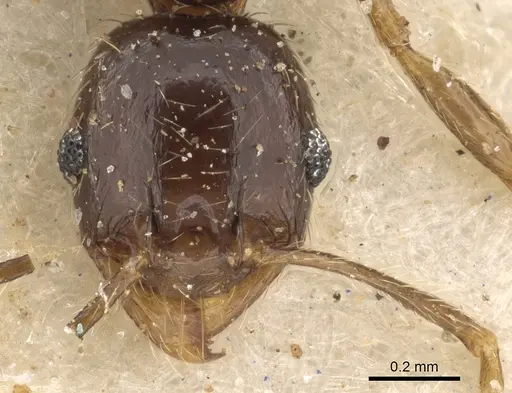 Pheidole xocensis - CASENT0901294