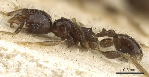 Pheidole xocensis - CASENT0901294