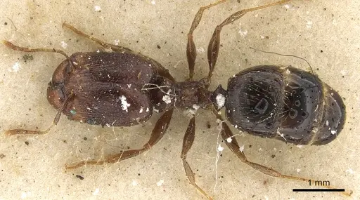 Pheidole xocensis - CASENT0901295