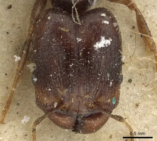 Pheidole xocensis - CASENT0901295