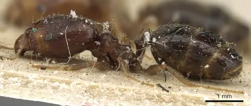 Pheidole xocensis - CASENT0901295