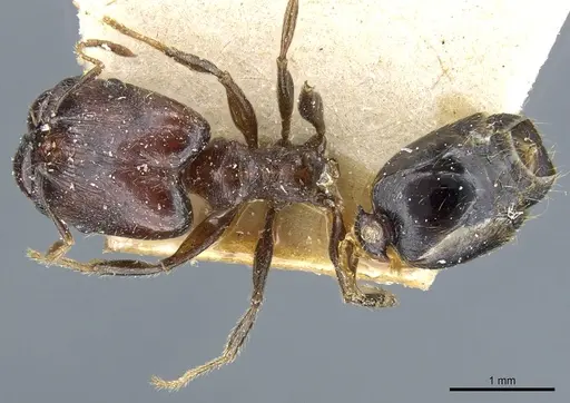 Pheidole xocensis - CASENT0904208