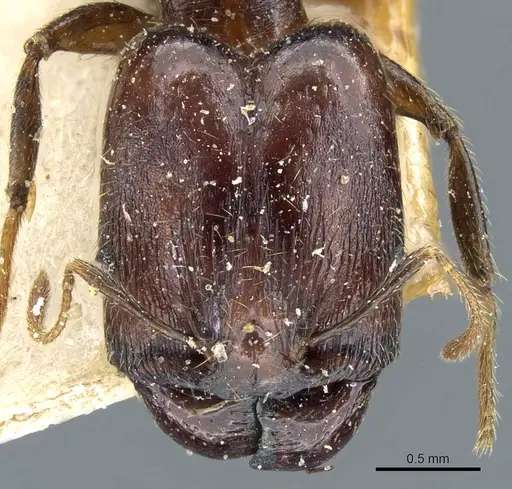 Pheidole xocensis - CASENT0904208