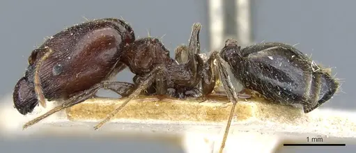 Pheidole xocensis - CASENT0904208
