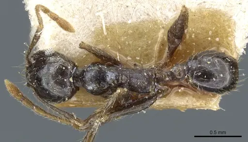 Pheidole xocensis - CASENT0904209