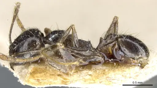 Pheidole xocensis - CASENT0904209