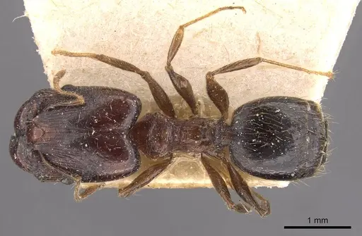 Pheidole xocensis - CASENT0907839