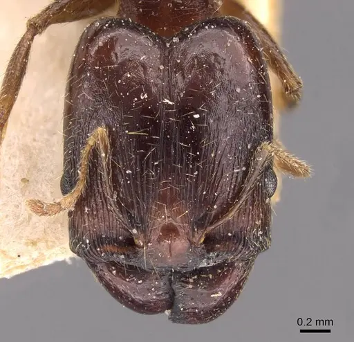 Pheidole xocensis - CASENT0907839