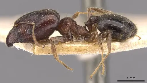 Pheidole xocensis - CASENT0907839