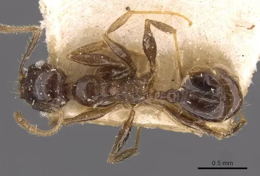 Pheidole xocensis - CASENT0907840