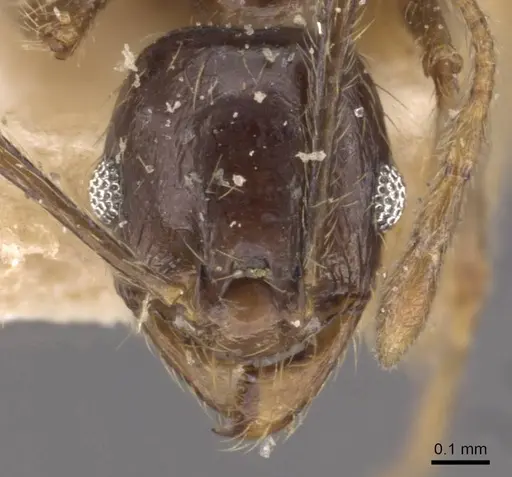 Pheidole xocensis - CASENT0907840