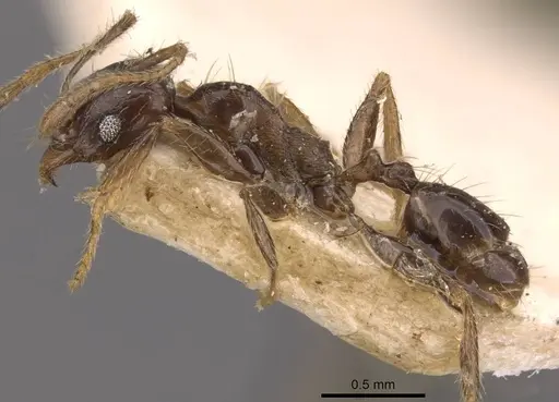 Pheidole xocensis - CASENT0907840