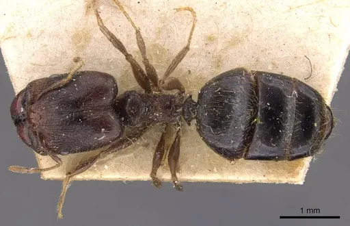 Pheidole xocensis - CASENT0907841