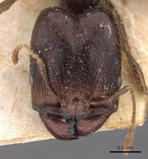 Pheidole xocensis - CASENT0907841