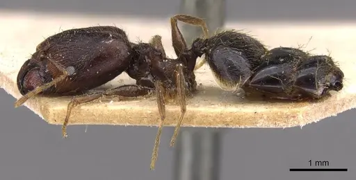 Pheidole xocensis - CASENT0907841