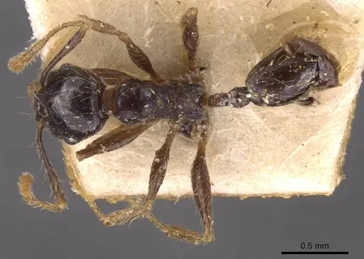 Pheidole xocensis - CASENT0907842