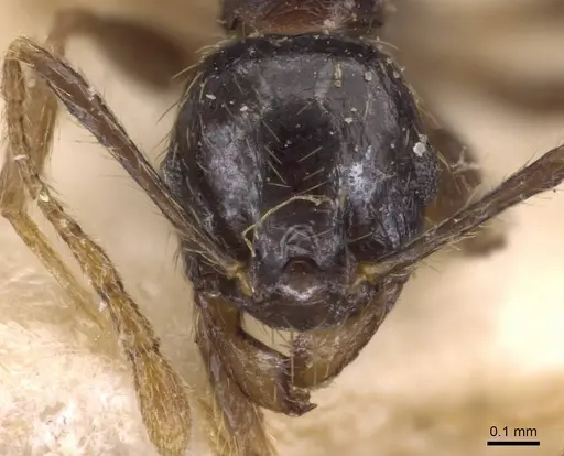 Pheidole xocensis - CASENT0907842