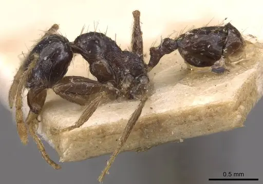 Pheidole xocensis - CASENT0907842