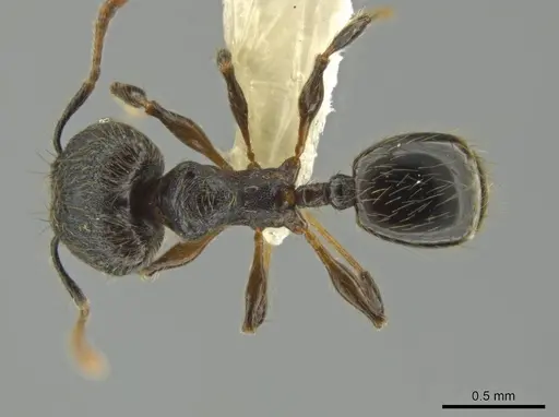 Pheidole xyston specimen