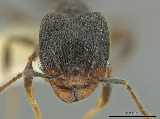 Pheidole xyston specimen