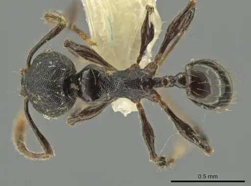 Pheidole xyston - CASENT0640900