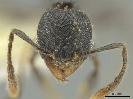 Pheidole xyston - CASENT0640900