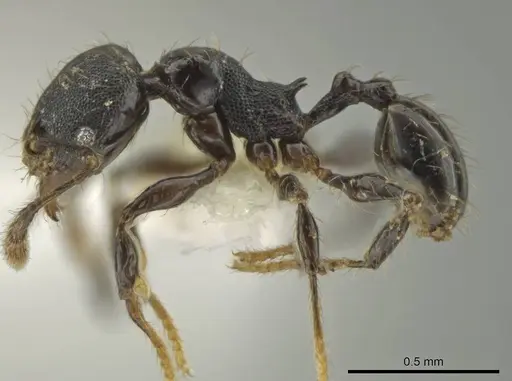 Pheidole xyston - CASENT0640900