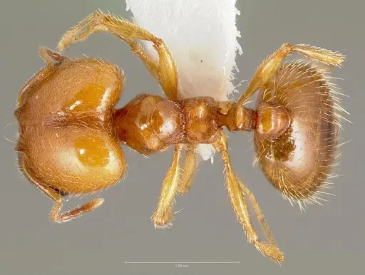 Pheidole yaqui specimen