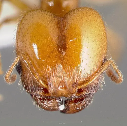 Pheidole yaqui specimen