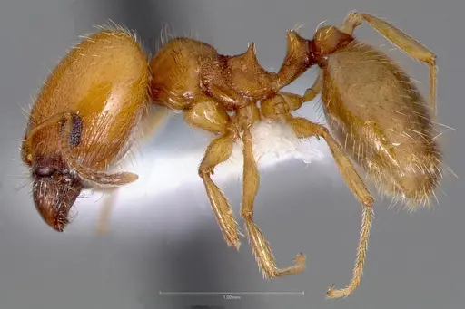 Pheidole yaqui specimen