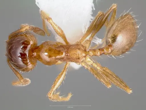 Pheidole yaqui - CASENT0005776