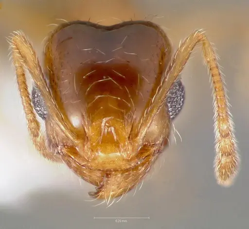Pheidole yaqui - CASENT0005776