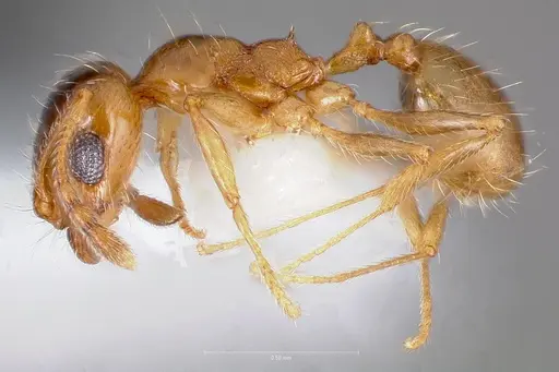 Pheidole yaqui - CASENT0005776