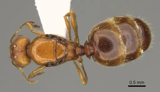 Pheidole yaqui - CASENT0863105