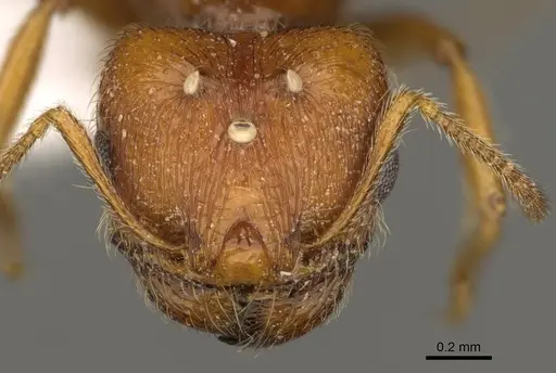 Pheidole yaqui - CASENT0863105