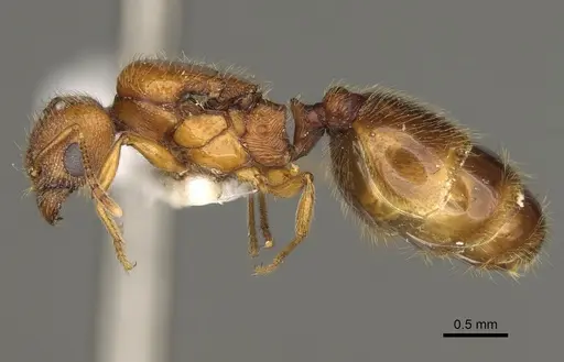 Pheidole yaqui - CASENT0863105