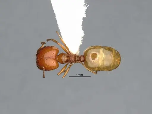 Pheidole yaqui - CASENT4031427