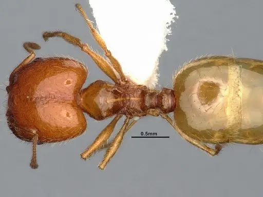 Pheidole yaqui - CASENT4031427
