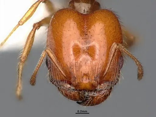 Pheidole yaqui - CASENT4031427
