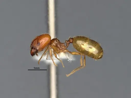 Pheidole yaqui - CASENT4031427
